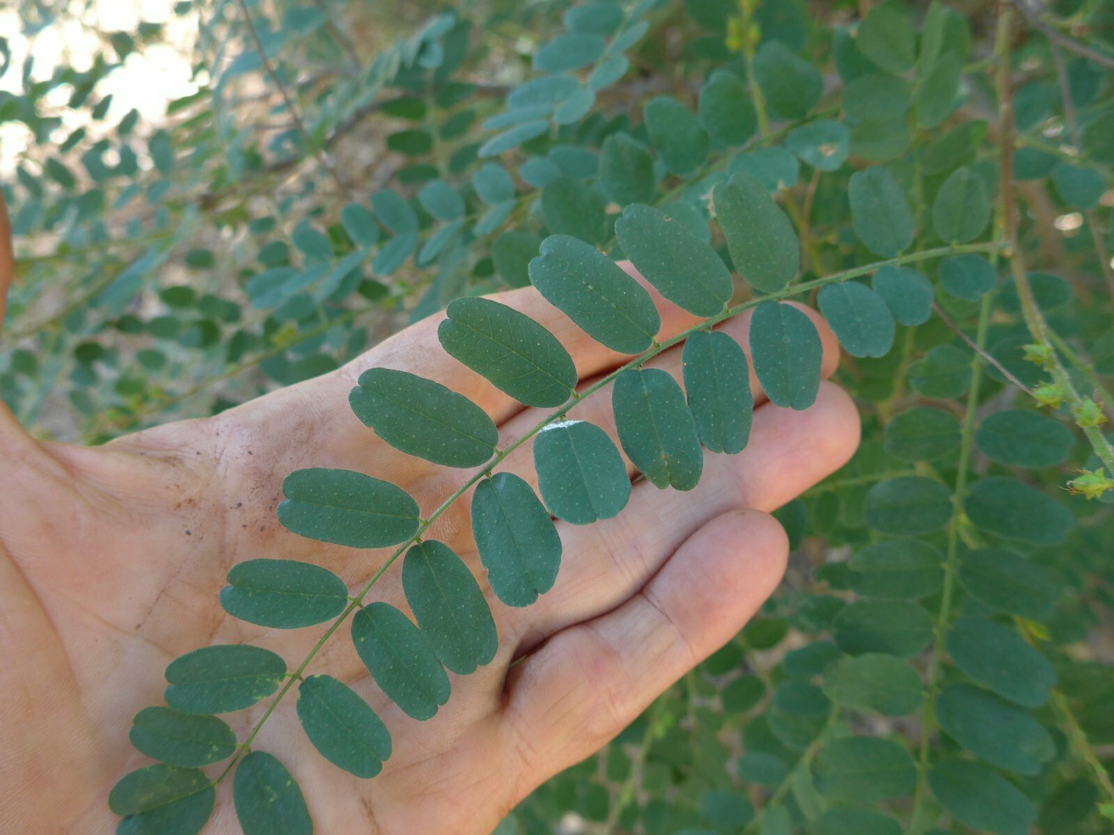 High Resolution Amorpha californica Leaf